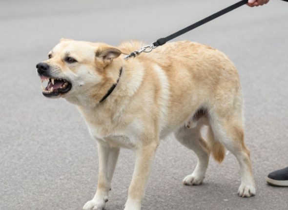 Aggressive Dog on Leash Poster