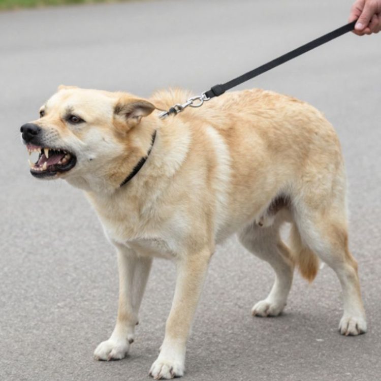 Aggressive Dog on Leash Poster