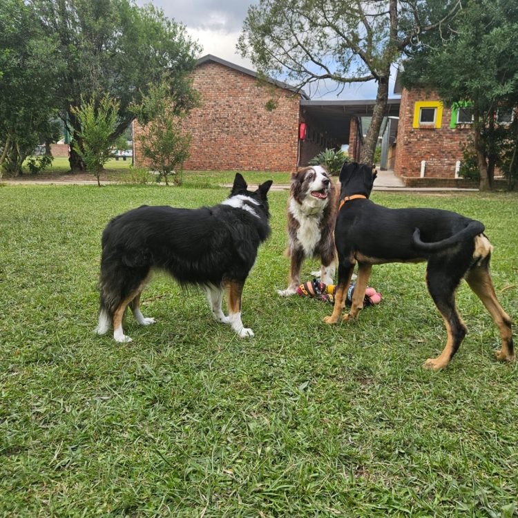Home Distant Learning | ThinkingPets Sky with puppy 2
